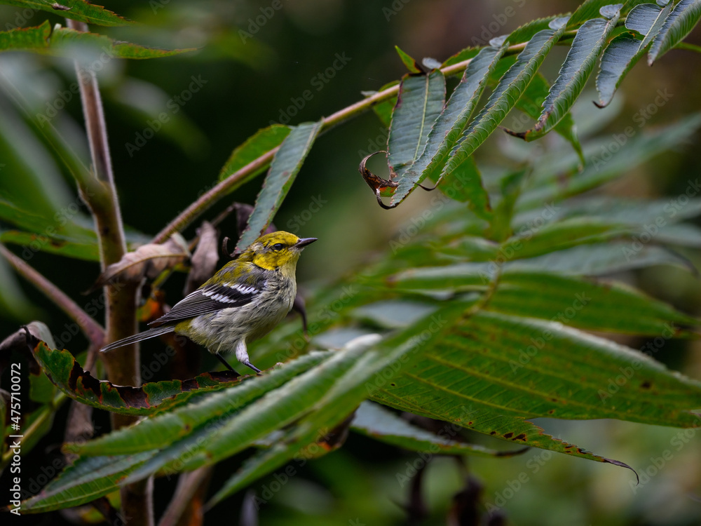 Black-throated Green Warbler on Tree Branch in Fall