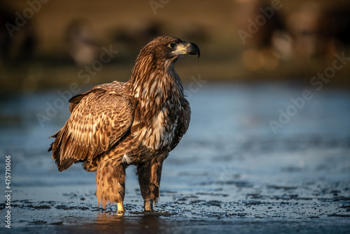 Young white-tailed eagle (Haliaeetus albicilla) in winter, morning lights