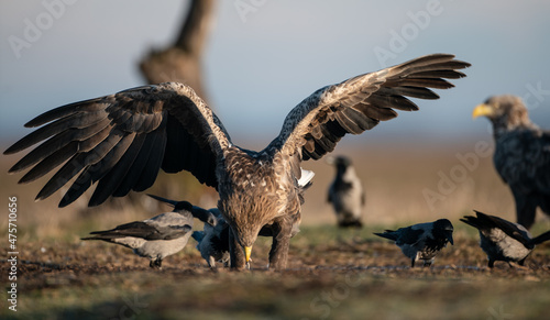 White-tailed eagles (Haliaeetus albicilla) in winter, feasting with crows around