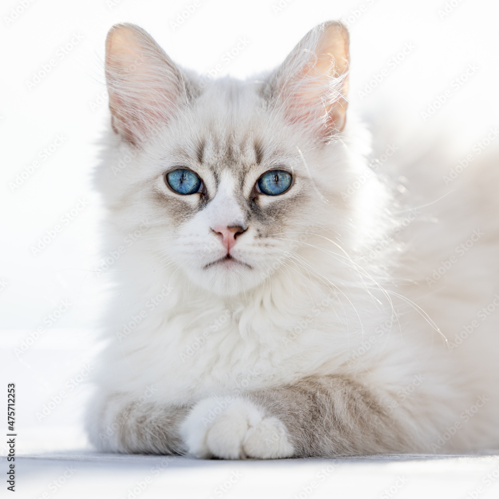 Young Neva masquerade kitten, domestic cat. Young Neva masquerade kitten, domestic cat.