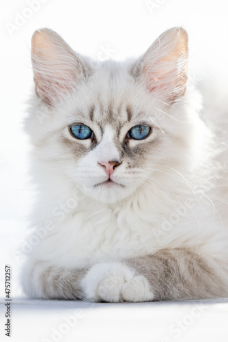 Young Neva masquerade kitten, domestic cat.