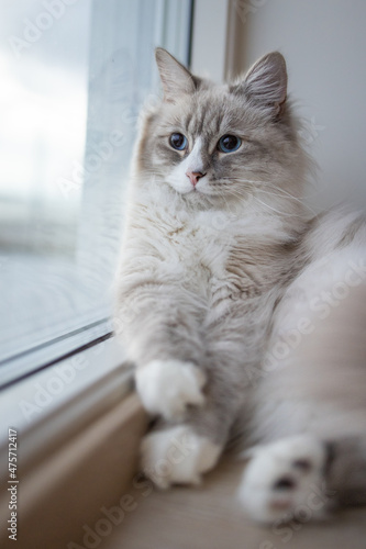 Wallpaper Mural Young Neva masquerade kitten, domestic cat. Torontodigital.ca