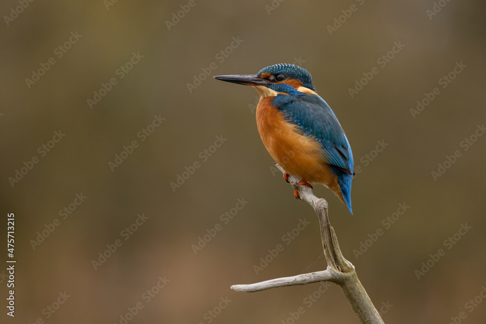 Male Common Kingfisher perched on the top of a branch with autumnal colours in the background.  