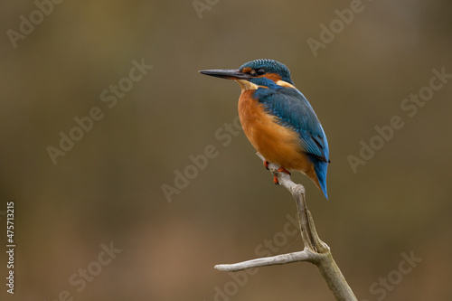 Male Common Kingfisher perched on the top of a branch with autumnal colours in the background. 