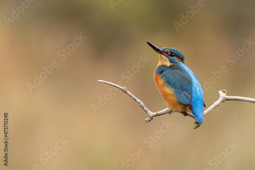 Male Common Kingfisher perched on a branch looking up with autumnal colour in the background.   © L Galbraith