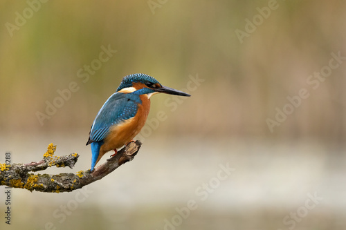 Male Common Kingfisher perched on a branch above a pond in profile. 