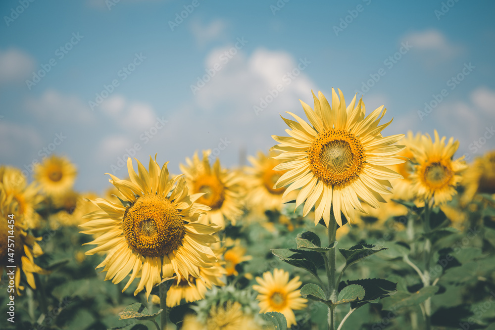 Beautiful sunflower flower blooming in sunflowers field on winter season, vintage tone