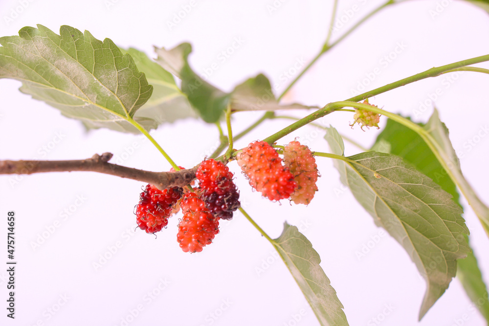 selective focus Mulberry tree and mulberry fruit on white background isolated selective focus Mulberry tree and mulberry fruit on white background isolated