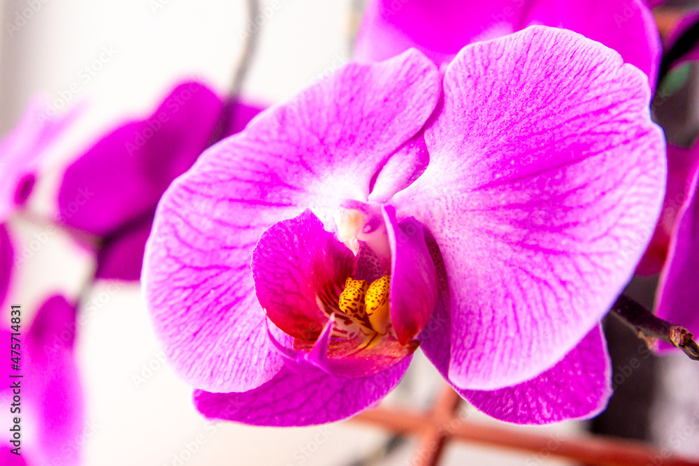 purple orchid flower with detailed texture of fiolet petals - phalaenopsis, selective focus purple orchid flower with detailed texture of fiolet petals - phalaenopsis, selective focus
