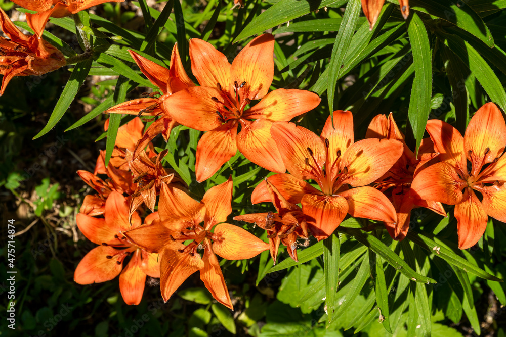Russia. Kronstadt. June 18, 2021. Bright orange flowers of the lanceolate lily. Russia. Kronstadt. June 18, 2021. Bright orange flowers of the lanceolate lily.