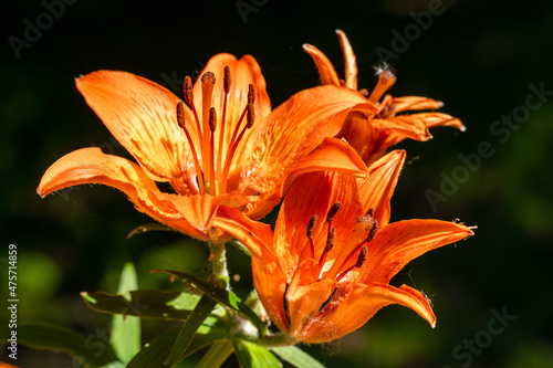 Russia. Kronstadt. June 18  2021. Bright orange flowers of the lanceolate lily.