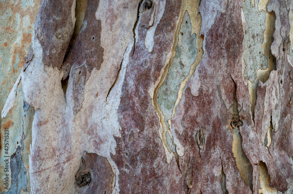 Textured Gum tree Bark euqualipt for background or screen saver