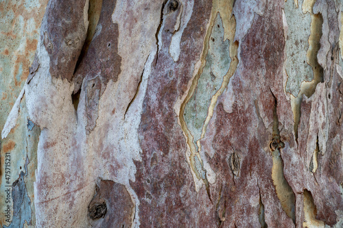 Obraz na płótnie Textured Gum tree Bark euqualipt for background or screen saver w salonie