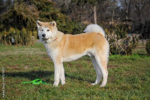 Portrait of one puppy teenager dog of japanese akita inu. Standing tall