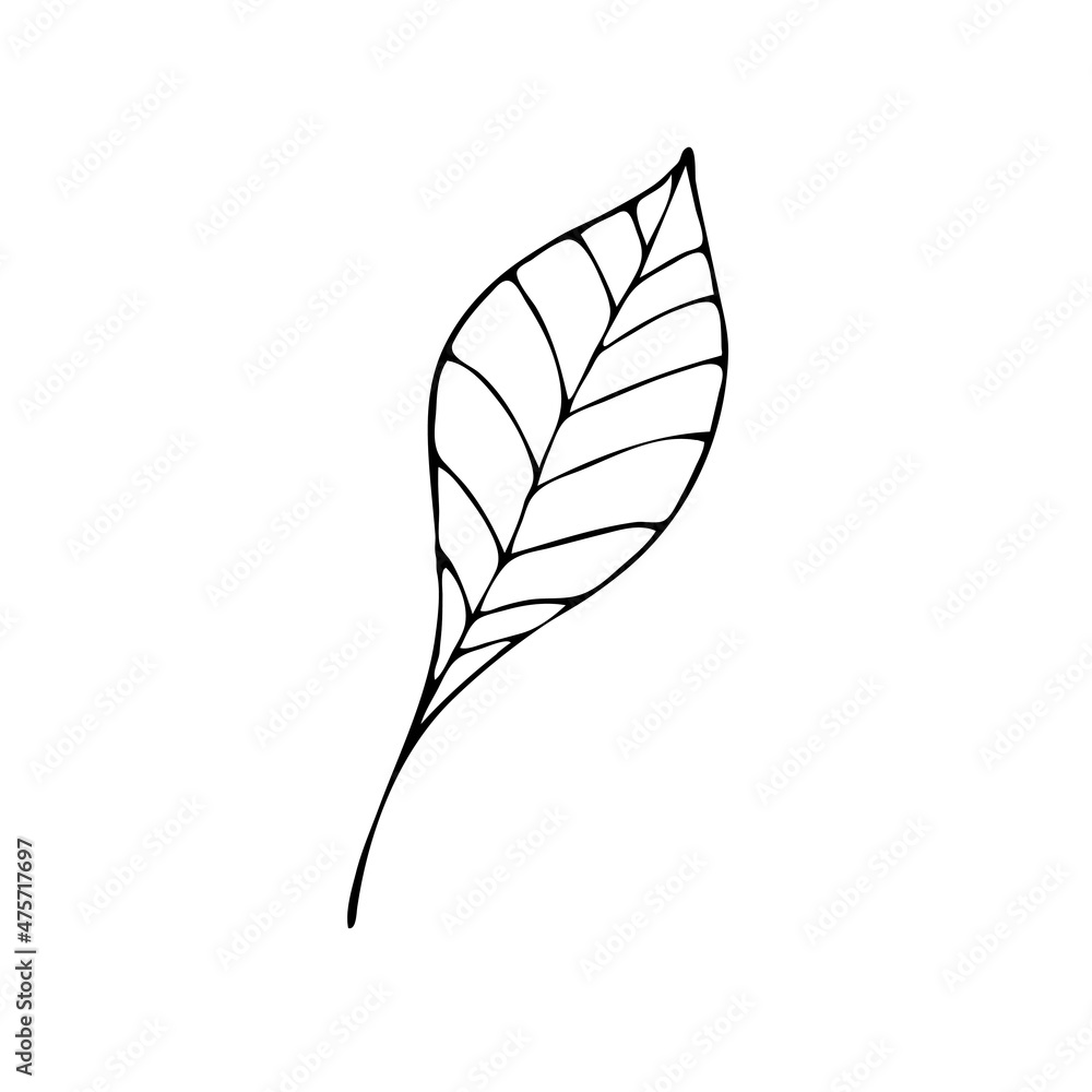 Leaves in the style of doodles. Vector design elements of a black line drawn by hand. Leaves of various plants, flowers and trees. Vector illustration. Leaves in the style of doodles. Vector design elements of a black line drawn by hand. Leaves of various plants, flowers and trees. Vector illustration.