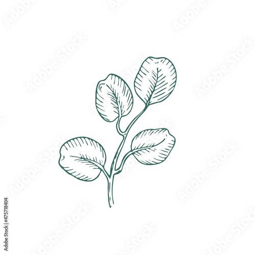 Eucalyptus branch on white background. Hand drawn botanical illustration with green contour lines in vector. Monochrome floral elements fot textile and wallpaper.