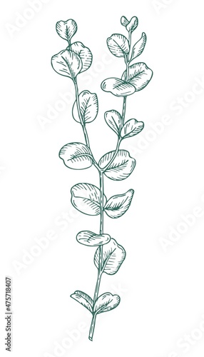 Eucalyptus branch on white background. Hand drawn botanical illustration with green contour lines in vector. Monochrome floral elements fot textile and wallpaper.
