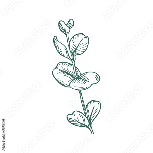 Eucalyptus branch on white background. Hand drawn botanical illustration with green contour lines in vector. Monochrome floral elements fot textile and wallpaper.