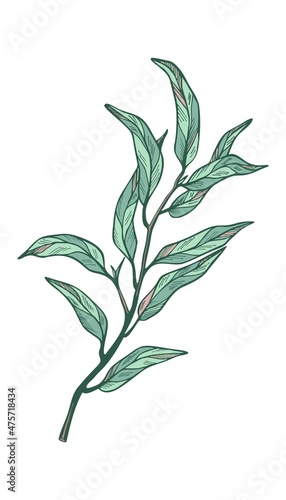 Eucalyptus branch on white background. Hand drawn botanical illustration with green contour lines in vector. Monochrome floral elements fot textile and wallpaper.