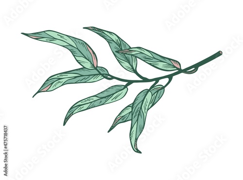 Eucalyptus branch on white background. Hand drawn botanical illustration with green contour lines in vector. Monochrome floral elements fot textile and wallpaper.