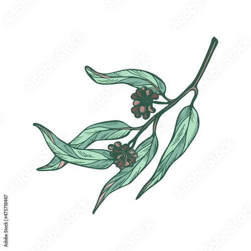 Eucalyptus branch on white background. Hand drawn botanical illustration with green contour lines in vector. Monochrome floral elements fot textile and wallpaper.