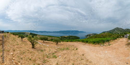 Vineyards at south Croatia vith view to Peljesac isle. Agriculture land in Croatia.