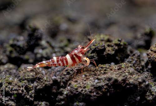 Tigris sulawesi dwarf shrimp look for food in volcanic rock or aquatic stone of fresh water aquarium tank with the decoration as background.