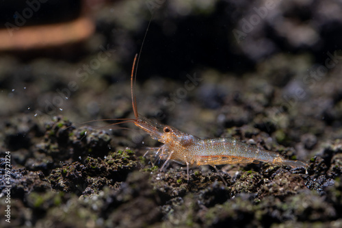 Kung fu sulawesi dwarf shrimp look for food in aquatic or volcanic stone and stay among other shrimp in fresh water aquarium tank.