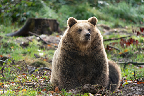 Brown bear - Ursus arctos - in a forest sitting and eating