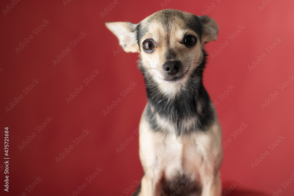 pet smiling, portrait of a small terrier dog on a red background