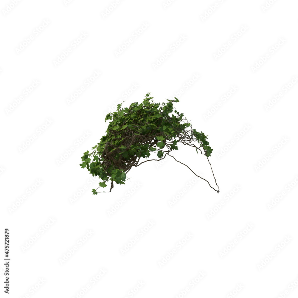 Fototapeta premium 3D illustration of a realistic Ivy plant