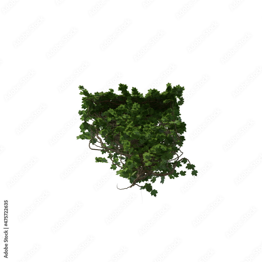 3D illustration of a realistic Ivy plant 3D illustration of a realistic Ivy plant