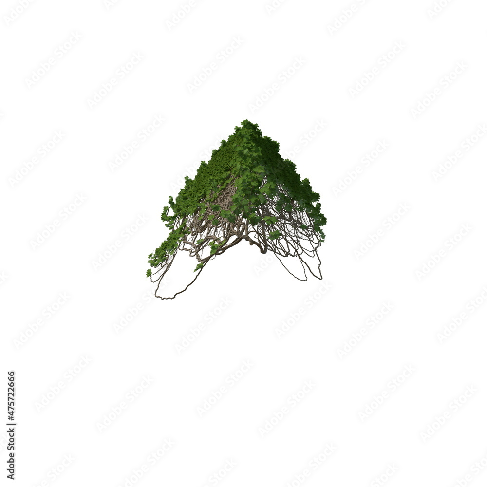 Fototapeta premium 3D illustration of a realistic Ivy plant
