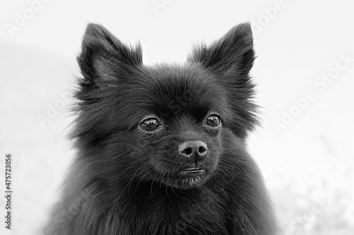 Portrait of a black Pomeranian Toy dog photo