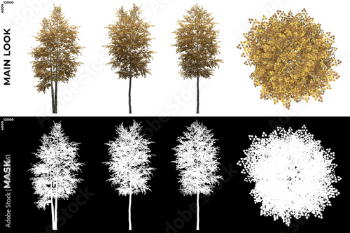Φωτογραφία 3D Rendering of Front, Left and Top view of Silver Birch Trees with alpha mask to cutout and PNG editing