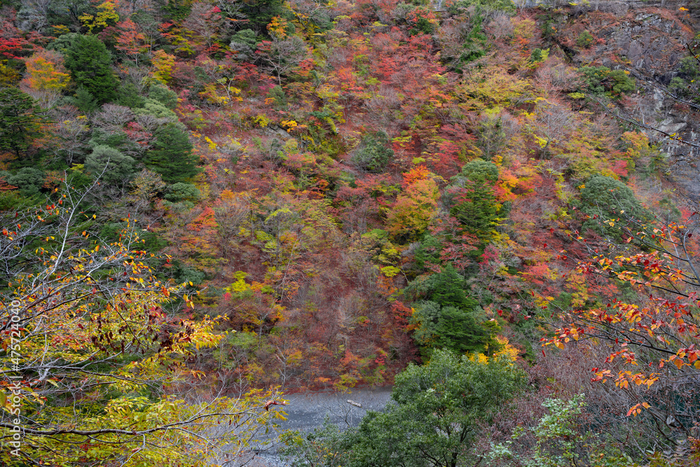 静岡県榛原郡川根本町 紅葉の寸又峡 静岡県榛原郡川根本町 紅葉の寸又峡