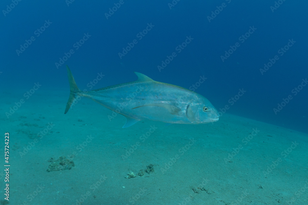 Fish swim in the Red Sea, colorful fish, Eilat Israel
Fish swim in the Red Sea, colorful fish, Eilat Israel