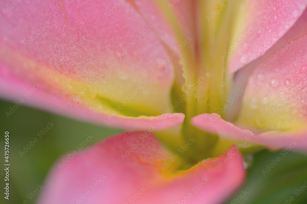 pink tulip close up