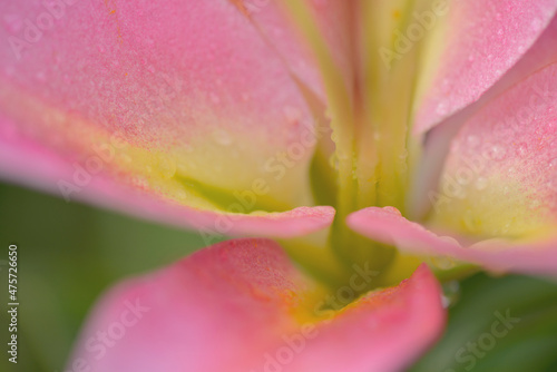 pink tulip close up