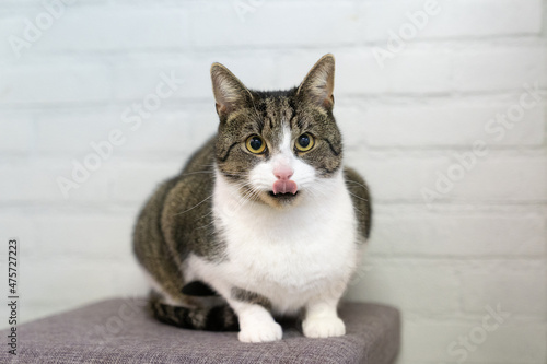 White and grey striped cat sitting with his tongue out looking at the camera