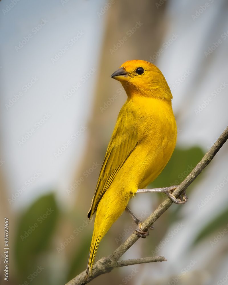 Saffron Finch, brightly colored bird showing the fine feather detail perched on a branch with good lighting in the tropical forested areas of Trinidad West Indies
