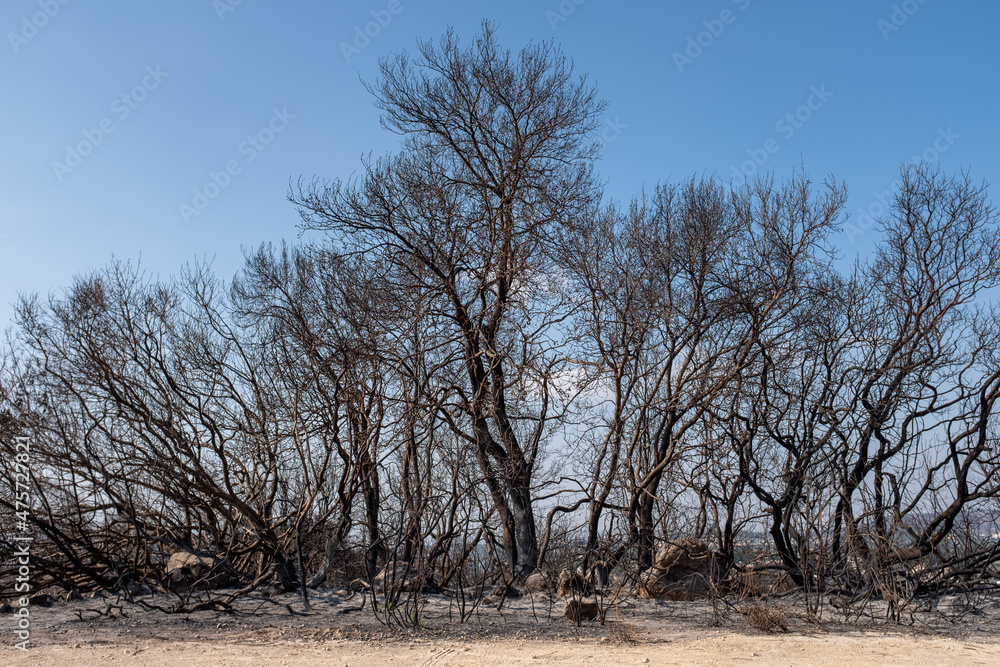 burned trees under blue sky on noon daylight after forest fire in Israel burned trees under blue sky on noon daylight after forest fire in Israel