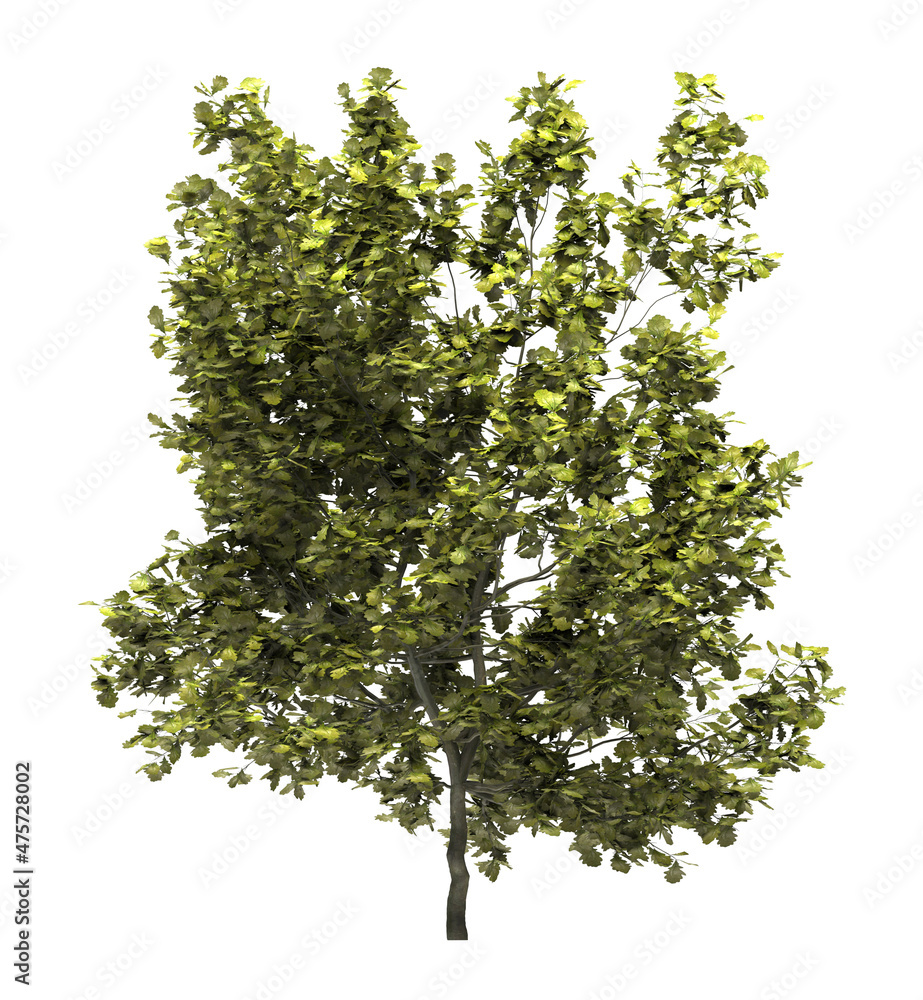 Fototapeta premium Deciduous tree on a white background. Isolated garden element, 3D illustration, cg render