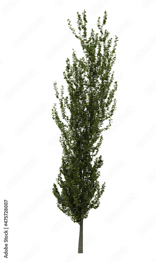 Fototapeta premium Deciduous tree on a white background. Isolated garden element, 3D illustration, cg render