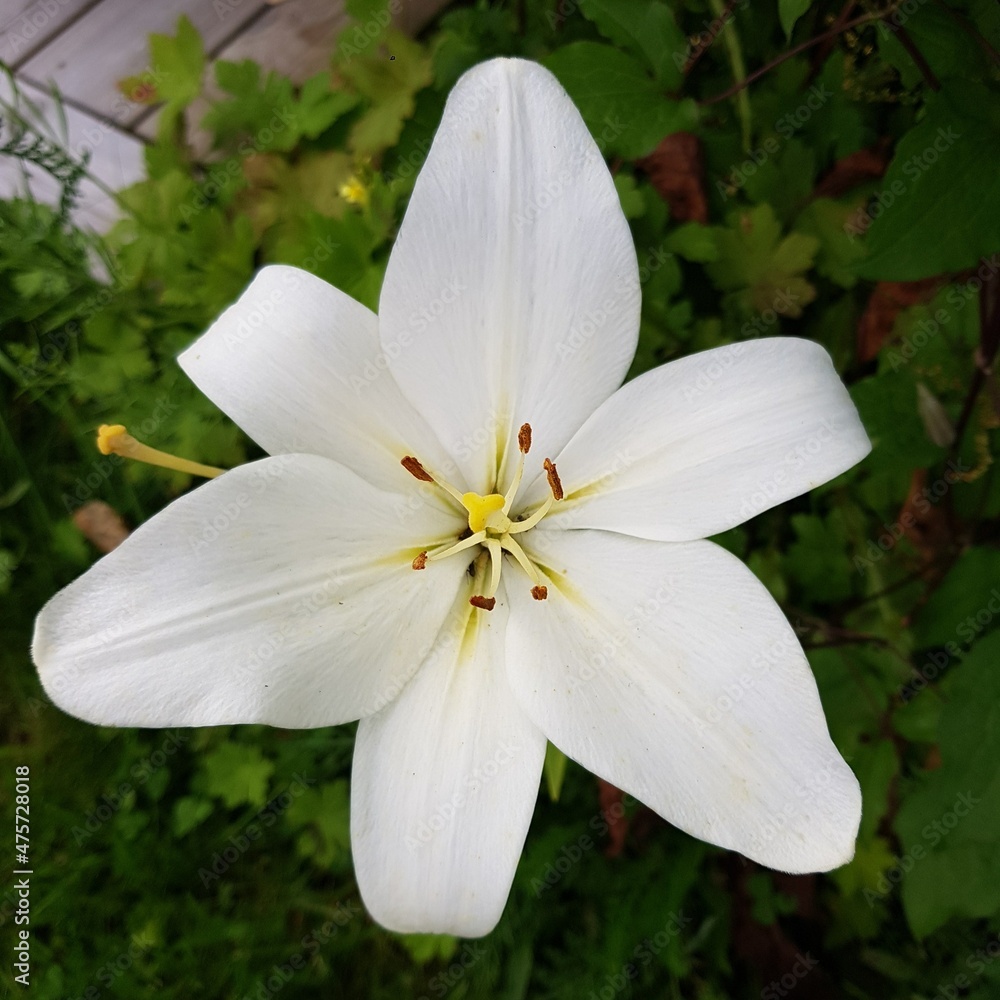 Fototapeta premium White Lilly 