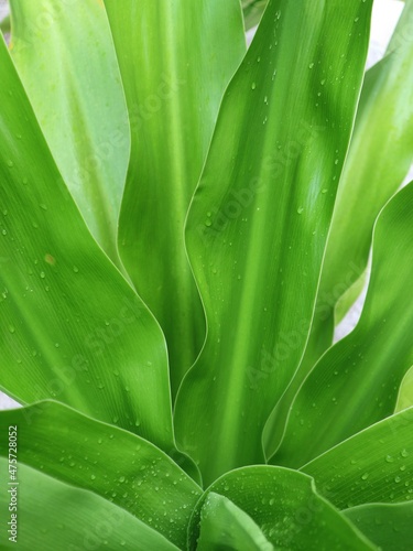 close up of green leaves