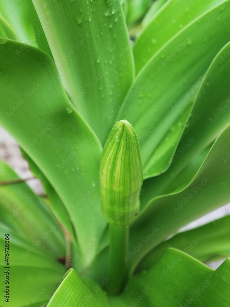close up of green leaves close up of green leaves