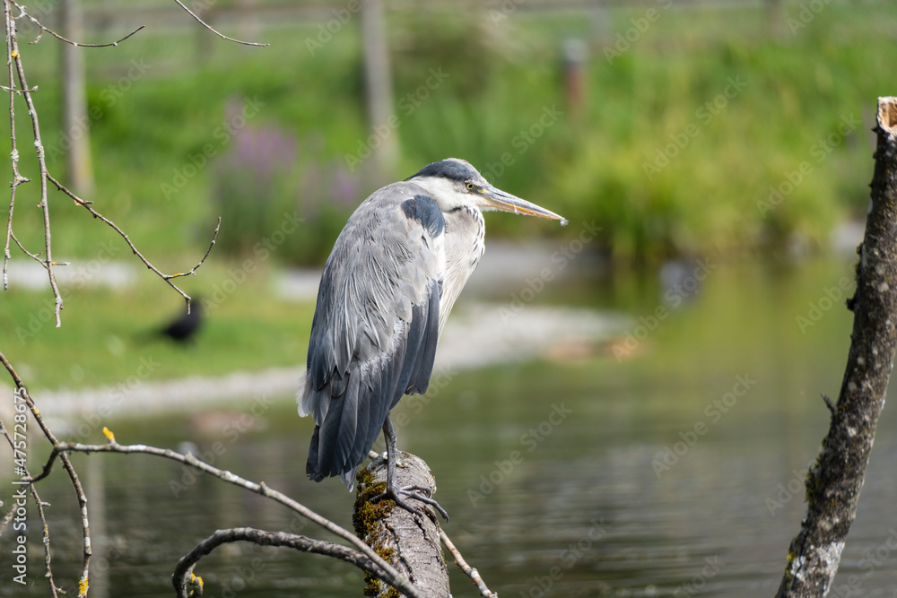 Fototapeta premium Heron cendré perché sur une branche au bord de l'eau