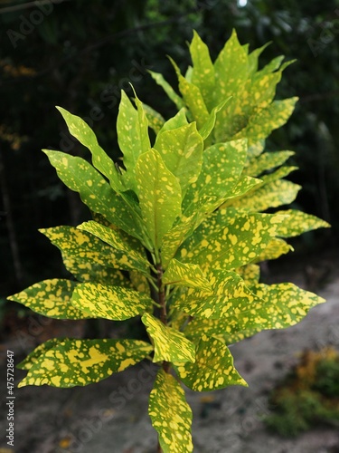 green leaves of a tree