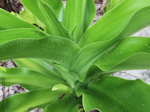 close up of aloe plant